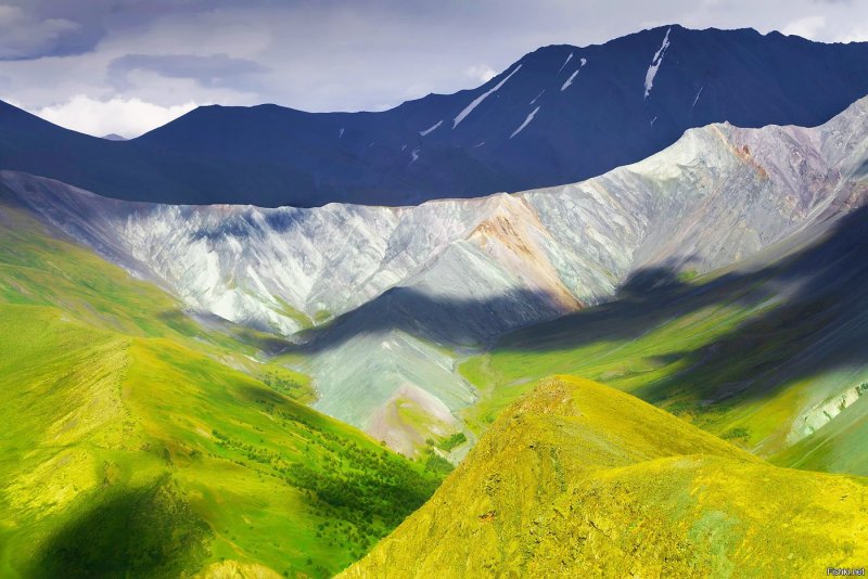Долина эдельвейсов горный Алтай