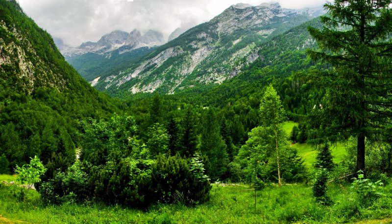Лесной пояс Кавказа
