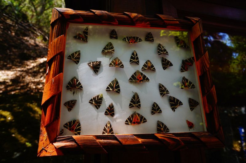 Долина бабочек Родос