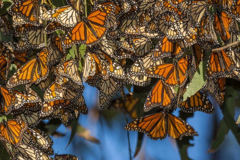 Перелетные бабочки монархи