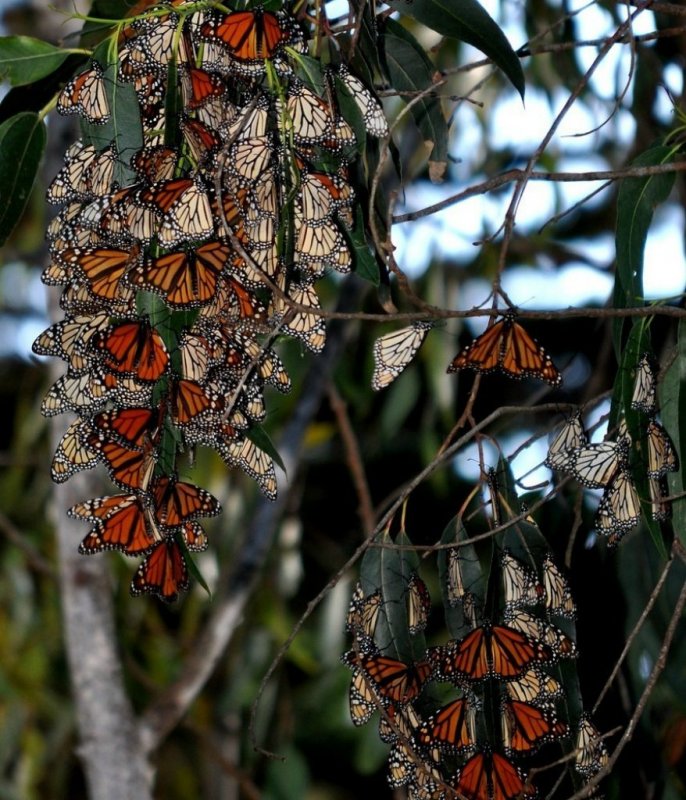 Миграция бабочек монархов