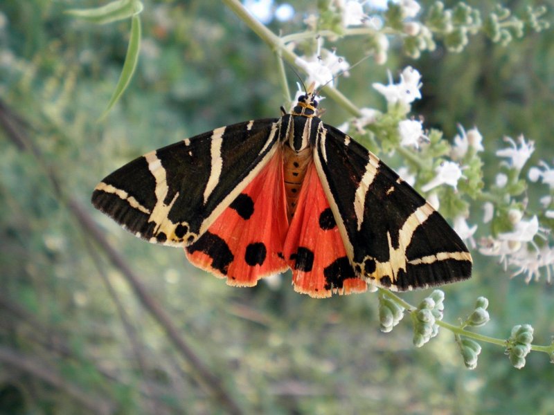 Долина бабочек Родос