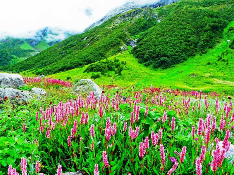 Долина цветов (Valley of Flowers National Park) — национальный парк в Индии