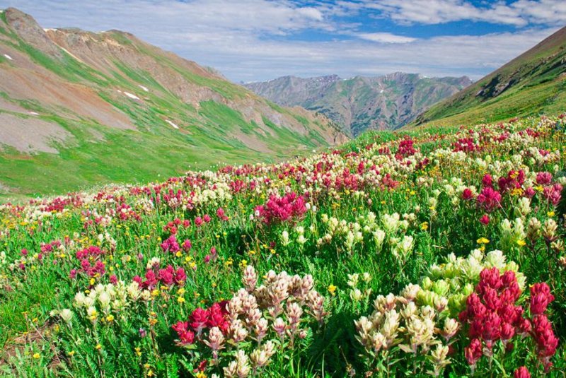 Цветочная Долина в Каладжинской