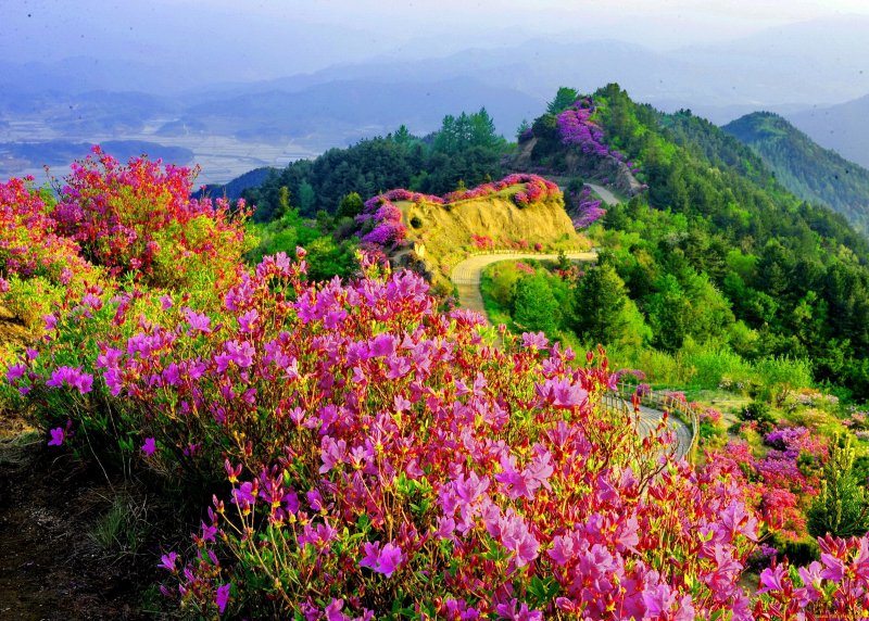 Национальный парк Долина цветов Индия