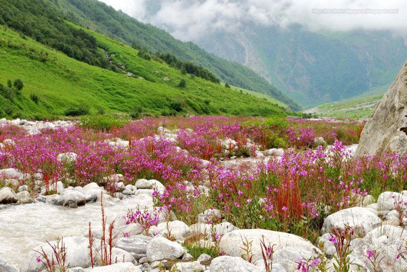 Долина цветов Уттаракханд
