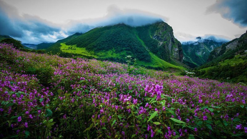 Национальные парки Нанда-Деви и «Долина цветов»
