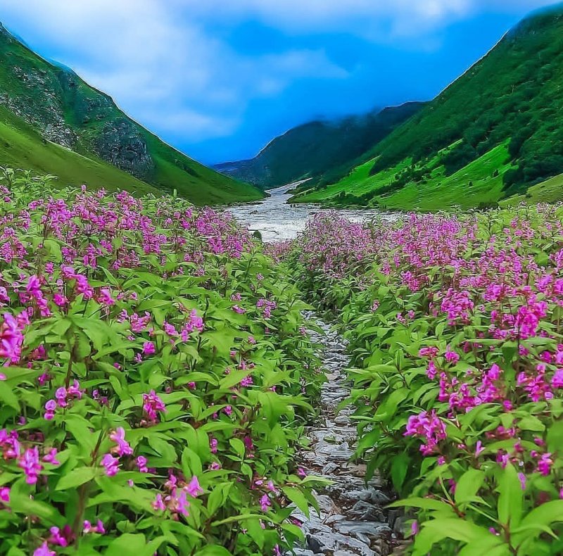 Национальные парки Нанда-Деви и «Долина цветов»