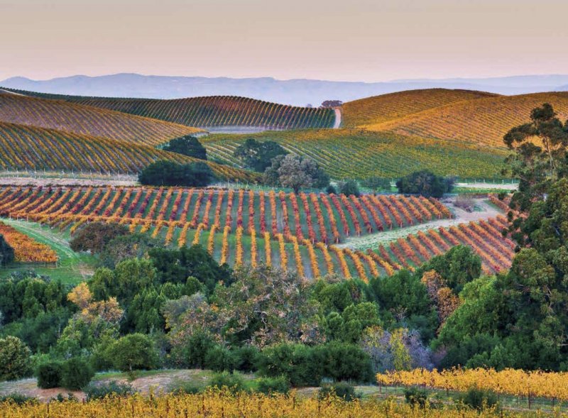 Виноградник в долине Напа Калифорния