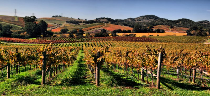 Виноградник в долине Напа Калифорния