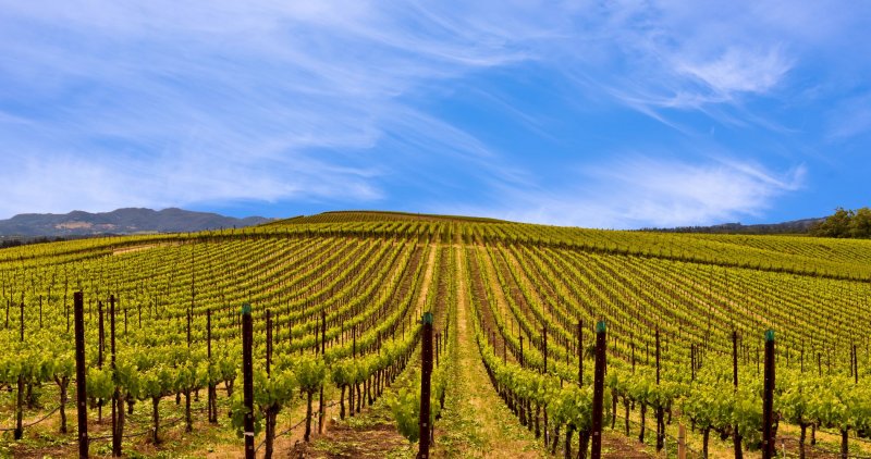 Калифорния Напа виноградники