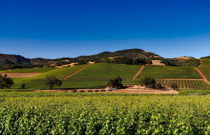 Долина Напа Калифорния виноделие