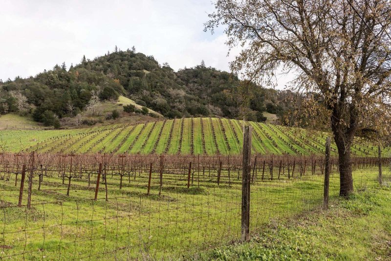 Калифорния виноградники