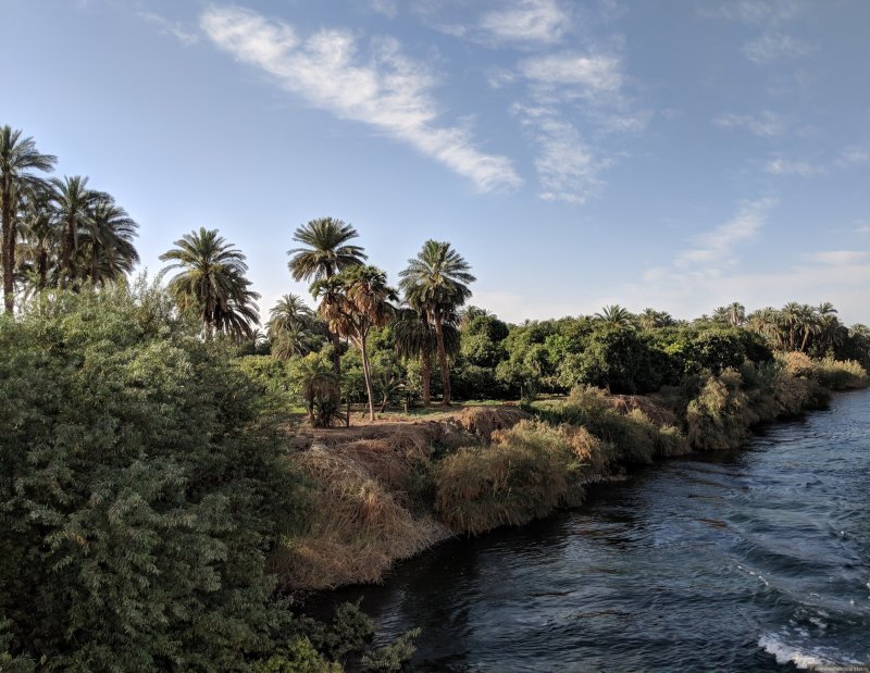 Река Нил финиковые пальмы