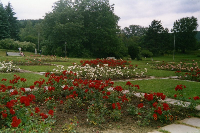 Розарии в курортном парке Кисловодска