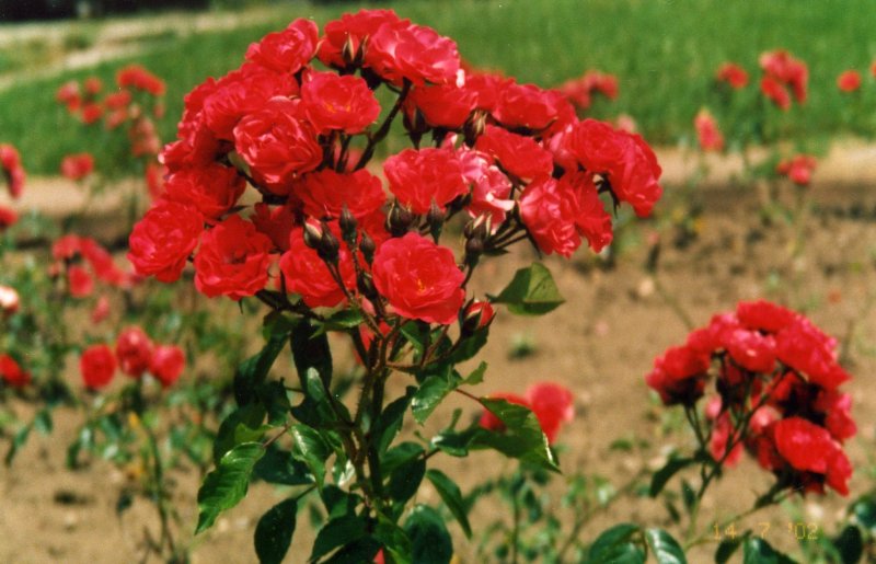 Роза сорт мишка Кисловодск Долина роз