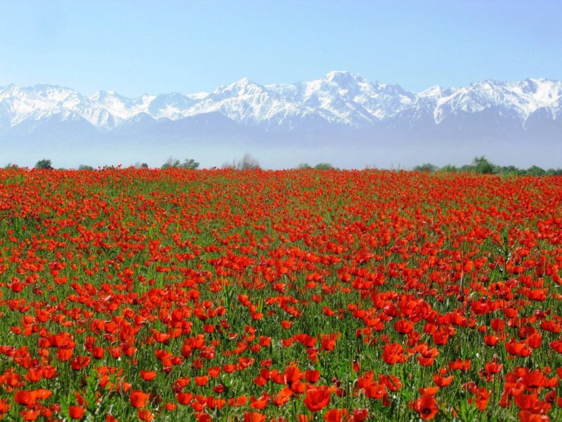 Чуйская Долина Киргизия