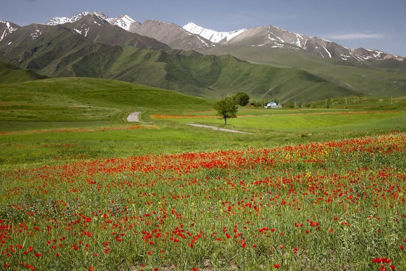Тянь Шань Киргизия маки