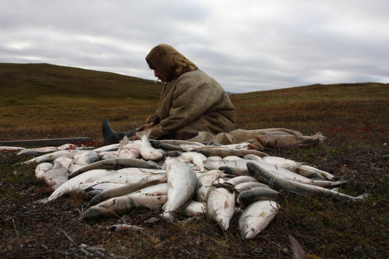 Промысловая рыбалка в Ненецком автономном округе