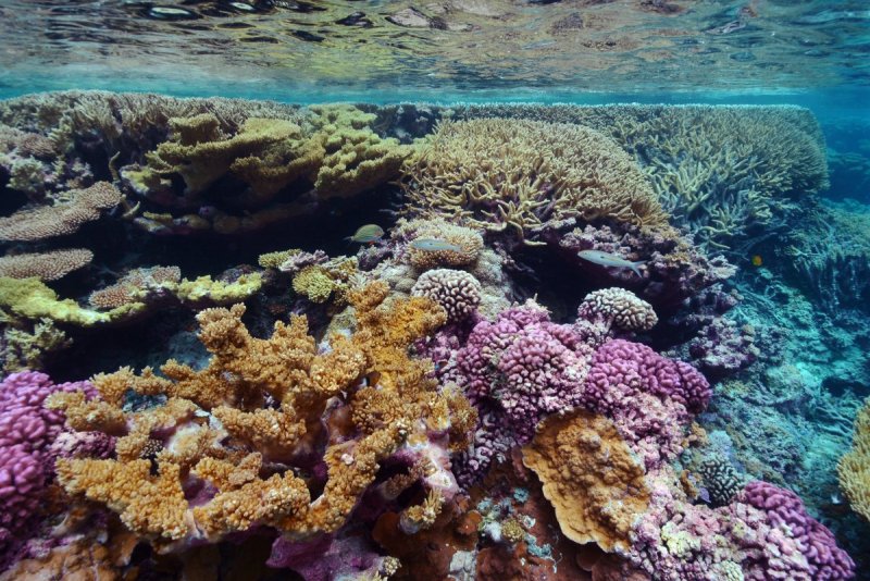 Коралловые рифы и Атоллы
