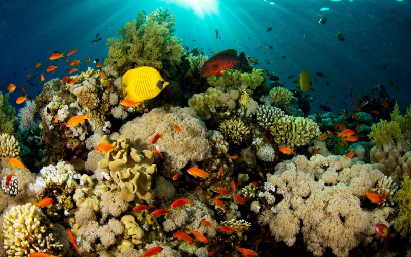 Большой Барьерный риф подводный мир