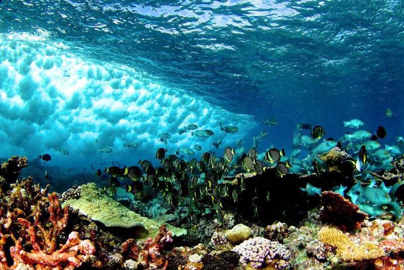 Коралловые рифы во Флориде