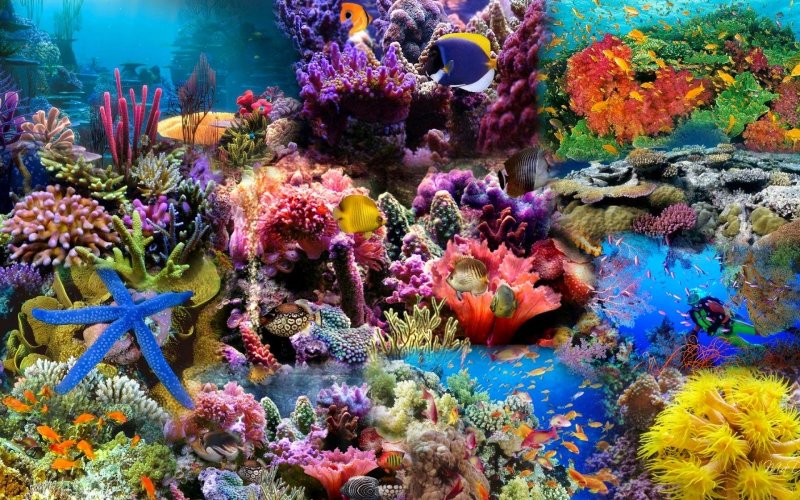 Живой мир кораллового рифа красного моря