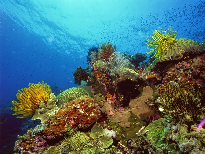 Морские подводные пейзажи
