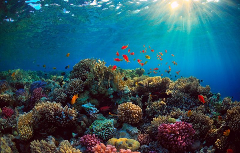 Залив Акаба подводный мир