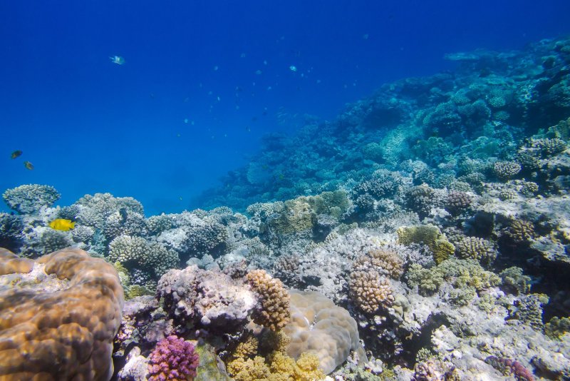 Коралловые рифы Египет Макади