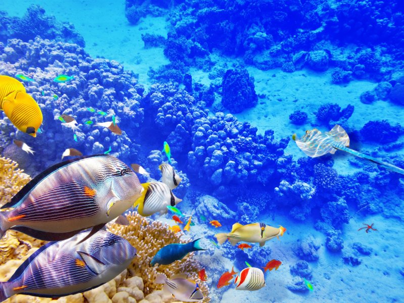 Great Barrier Reef Marine Park