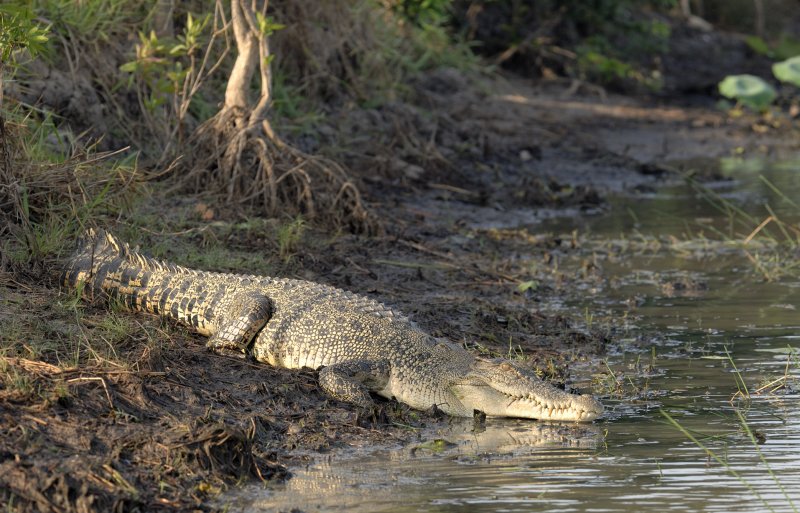 Остров Рамри крокодиловая бойня
