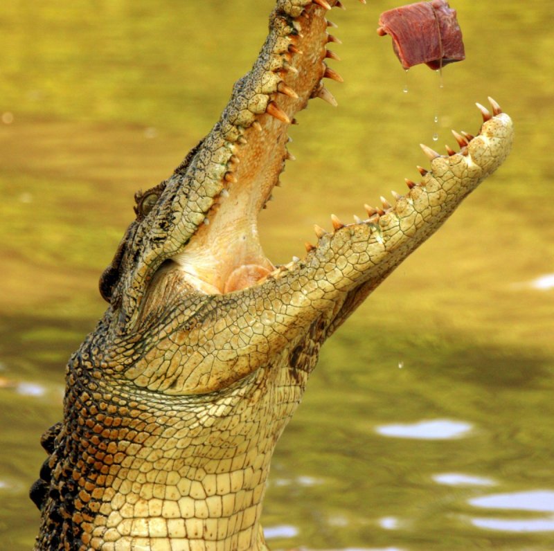 Австралийский гребнистый крокодил
