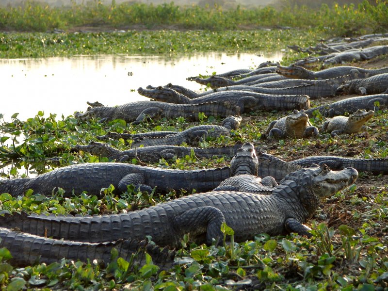 Пантанал крокодилы Бразилия
