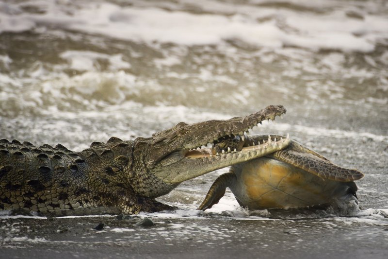 Гавиал Аллигатор Нильский крокодил