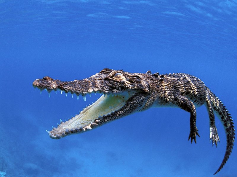Битва за остров Рамри атака крокодилов