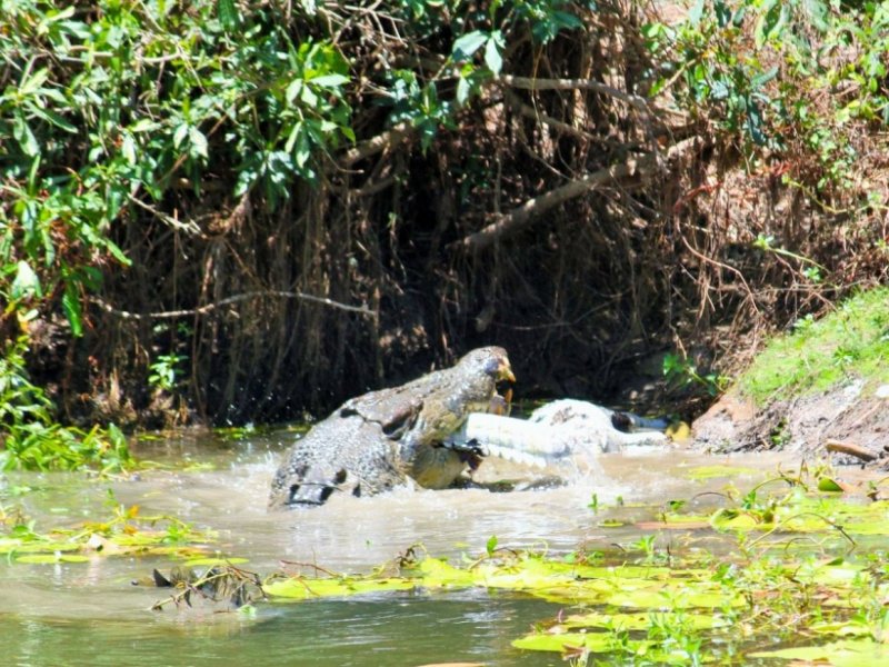 Остров Рамри крокодилы