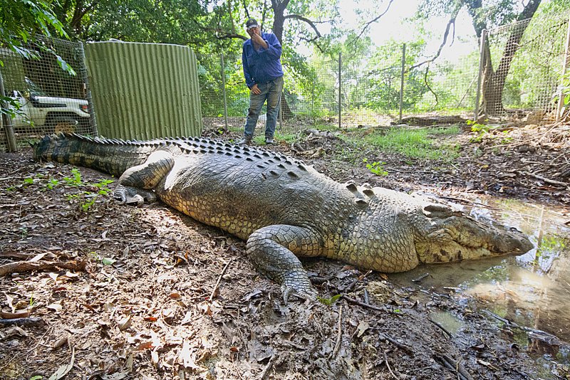 Нильский крокодил нападение на людей