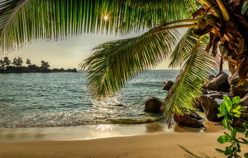 Пальмы на Сейшельских островах