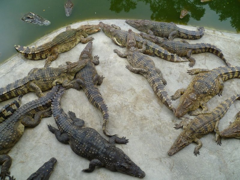 Крокодиловая ферма Голубицкая