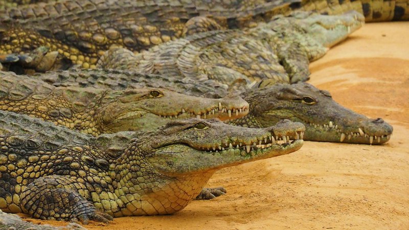 Морские крокодилы на Соломоновых островах