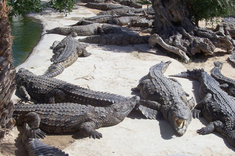 Ферма крокодилов Тунис