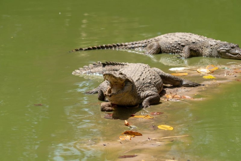 Крокодиловая река