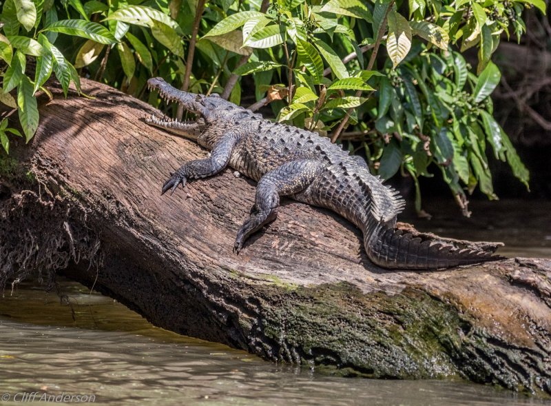 Королевский крокодил Индонезия
