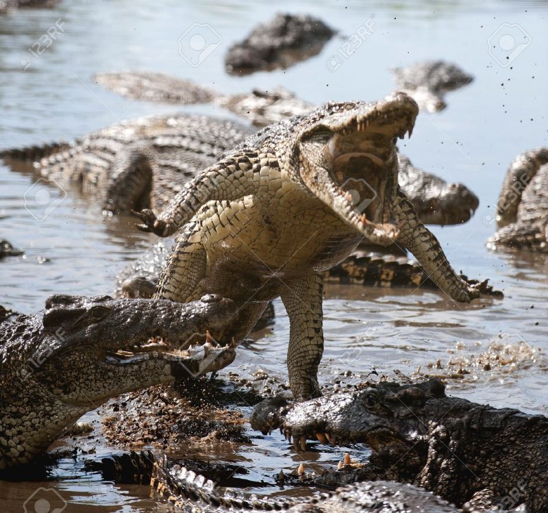 Гребнистый крокодил на острове Рамри