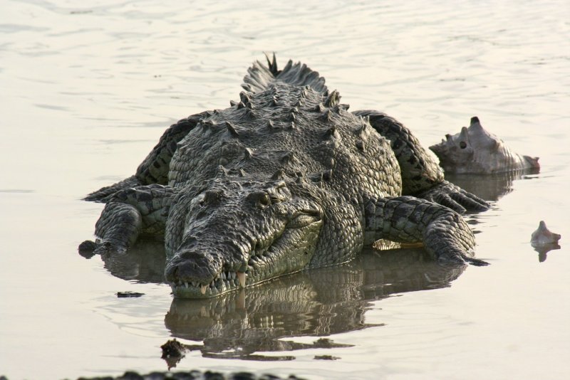 Нильский крокодил 4k
