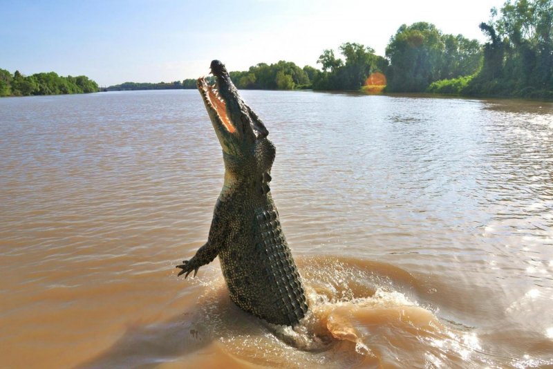 Нильский крокодил стая