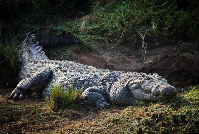 Тропический крокодил