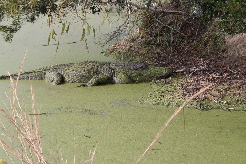 Битва за остров Рамри атака крокодилов