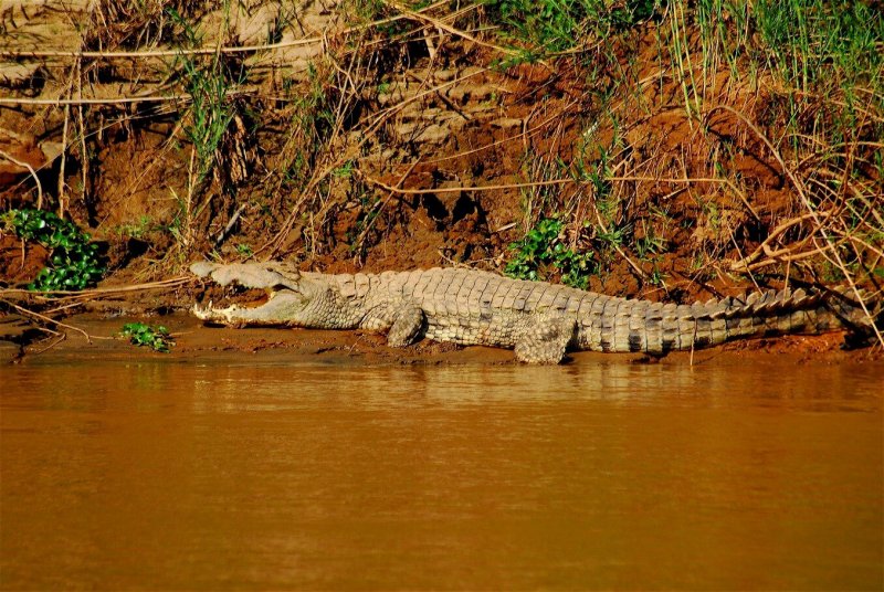 Остров Рамри крокодилы